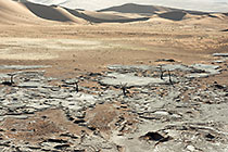 dead camelthorn trees on crusted dry pan