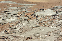 dead camelthorn trees on crusted dry pan