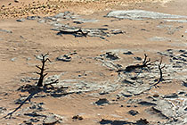 dead camelthorn trees on crusted dry pan
