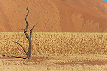 isolated dead camelthorn trees on sand dune covered with grass