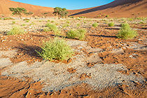 grass, bushes & camethorn trees in dry pan
