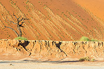 dead camelthorn trees in front of sand dune slope