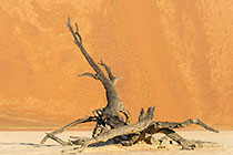 dead camelthorn trees in front of sand dune slope