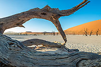 crusted dry pan with dead camelthorn trees