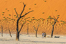 people walking through camelthorn trees in front of sand dune slope at sunset