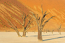 camelthorn trees in front of sand dune slope at sunset