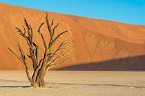 camelthorn trees in front of sand dune slope at sunset