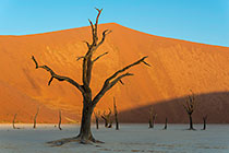 camelthorn trees in front of sand dune slope at sunset