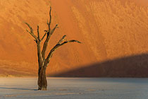 camelthorn trees in front of sand dune slope at sunset