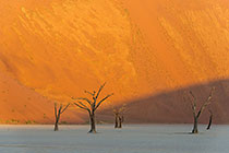 camelthorn trees in front of sand dune slope at sunset