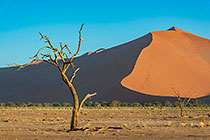 dead trees in valley in front of sand dunes at sunset