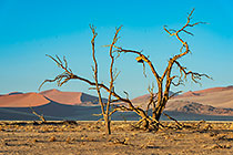 dead trees in valley in front of sand dunes at sunset