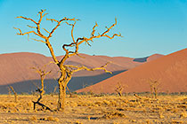 dead trees in valley in front of sand dunes at sunset