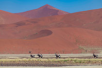 oryx in valley in front of sand dunes