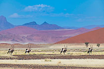 oryx in valley in front of sand dunes & mountains