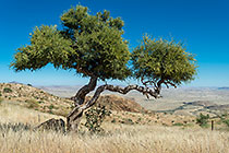 shepherd tree on mountain slope covered with dry grass | plain & mountains