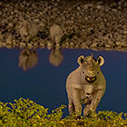 black rhinos at waterhole at dusk