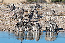 herd of zebras drinking at waterhole