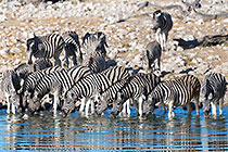 herd of zebras drinking at waterhole