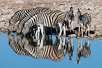 herd of zebras drinking at waterhole