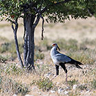 secretary bird hunting for lizards in dry grass