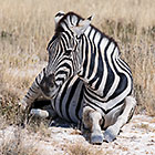 young zebra laying in dry grass