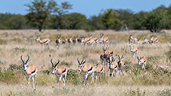 herd of springboks walking in dry grass
