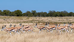 herd of springboks walking in dry grass