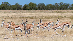 herd of springboks walking in dry grass