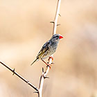 red-billed quelea bird on branch
