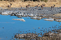 large flock of red-billed quelea birds flying & feeding at waterhole