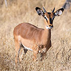female black-faced impala in dry grass