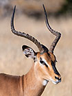 male black-faced impala in dry grass