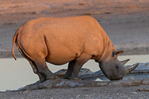 black rhino drinking at waterhole at sunset