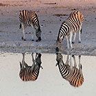 zebras drinking at waterhole at sunset