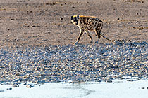 spotted hyena walking around waterhole