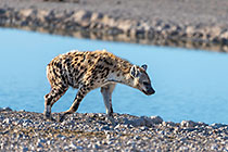 spotted hyena walking around waterhole
