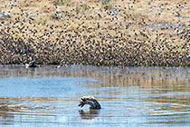 hyena hunting red-billed quelea birds flying & feeding at waterhole