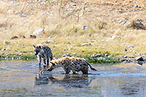 hyenas hunting red-billed quelea birds flying & feeding at waterhole