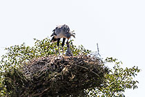 secretary bird feeding chick in nest on tree top