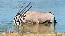 gemsboks drinking in waterhole