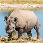 black rhino at waterhole