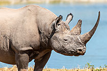 black rhino at waterhole