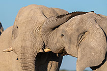 elephants playing with their trunk