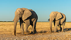 herd of elephants walking at sunset