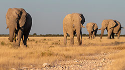 herd of elephants walking at sunset