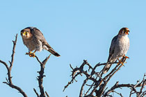 red-necked falcon birds on branches