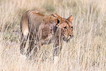 lion walking in dry grass