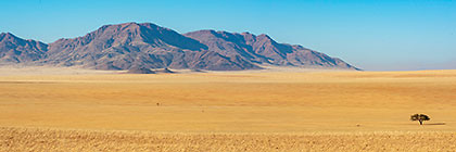 isolated camelthorn tree in grassy plain | mountain