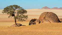 camelthorn tree near granite boulders